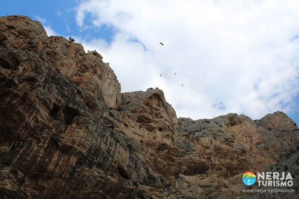 Buitres sobre volando el caminito del Rey